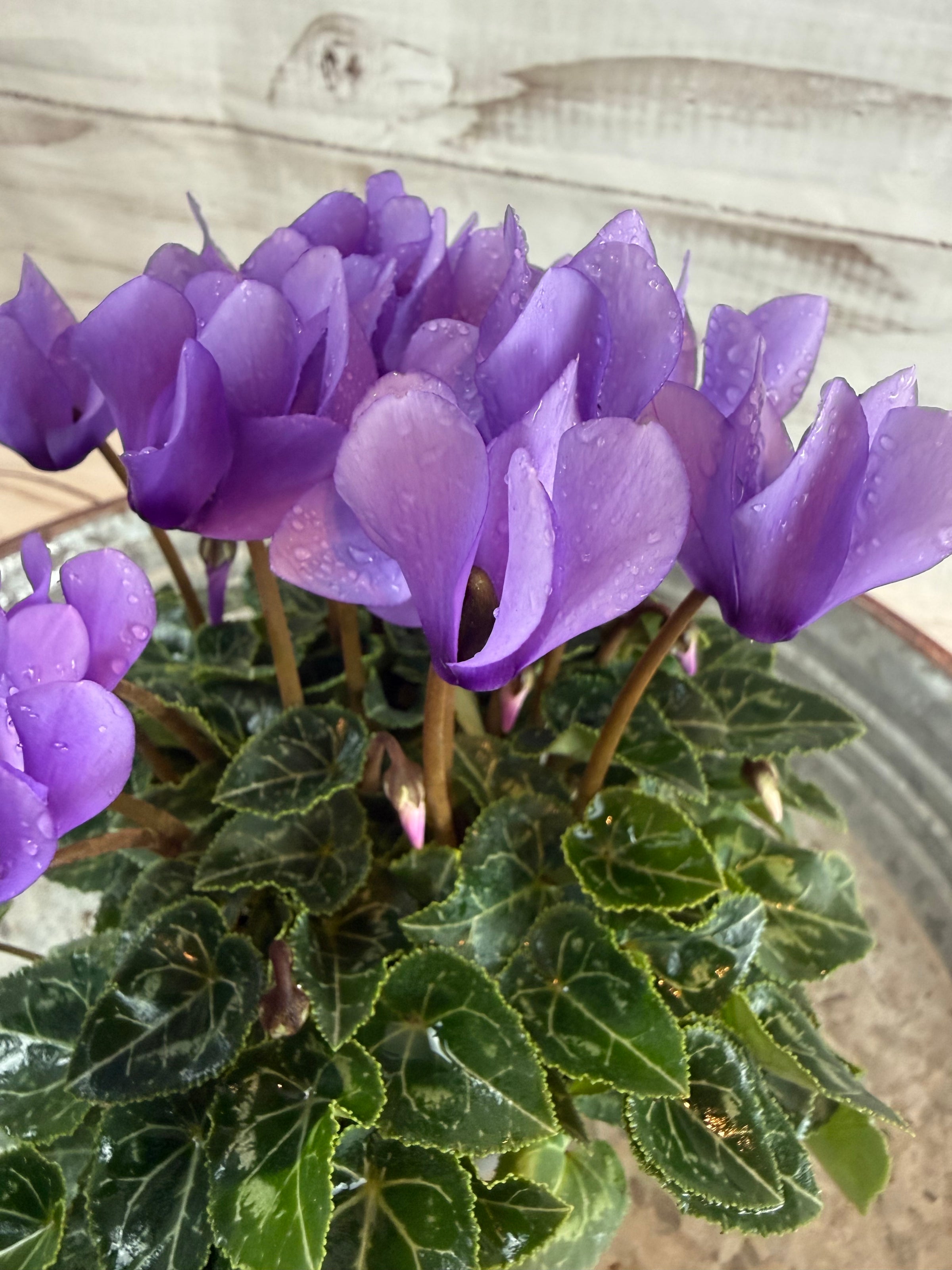 ガーデンシクラメン ドラゴン ライトブルー | Lily Garden