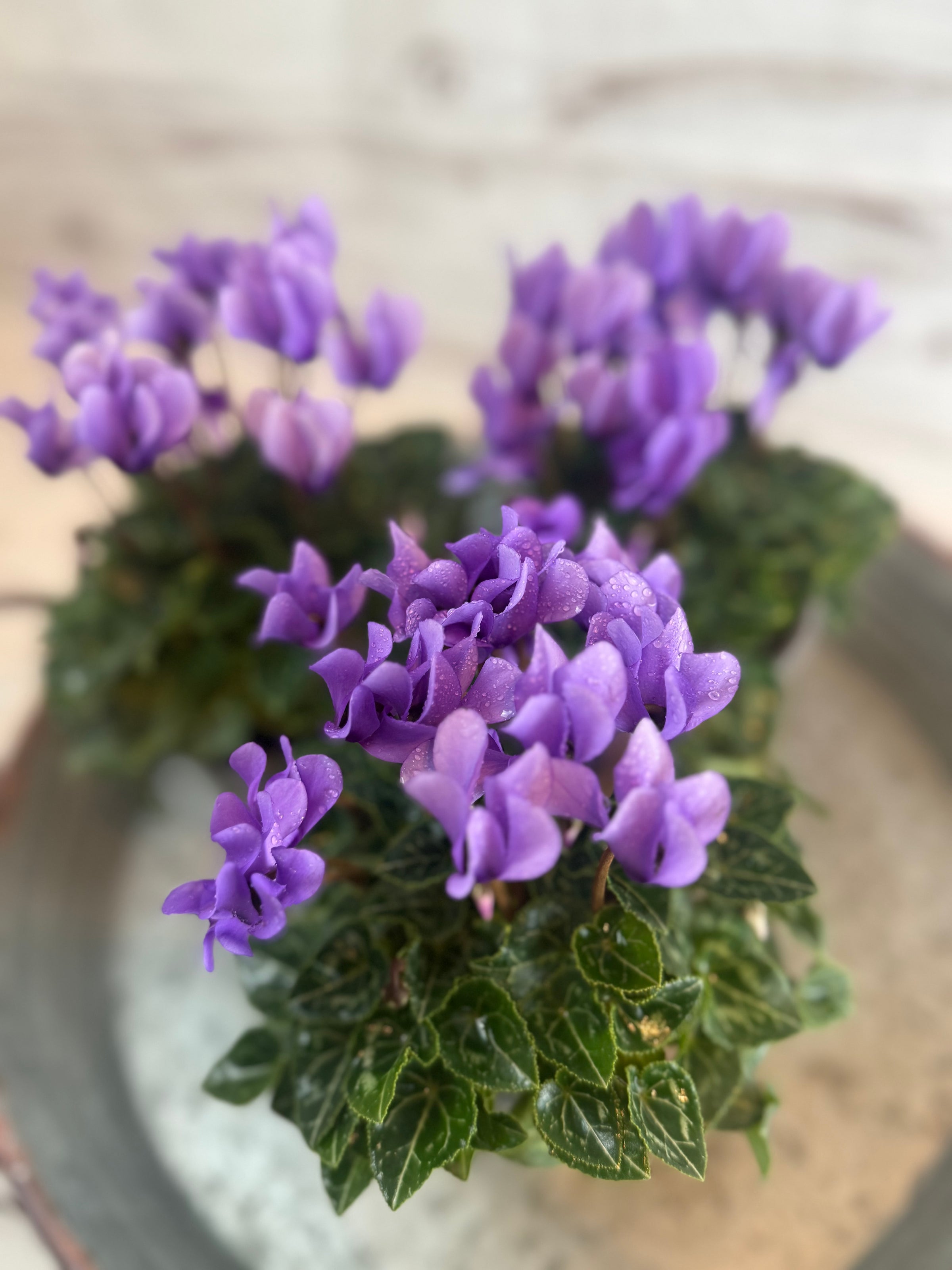 ガーデンシクラメン ドラゴン ライトブルー | Lily Garden